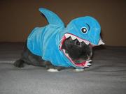 shark bun.jpg
